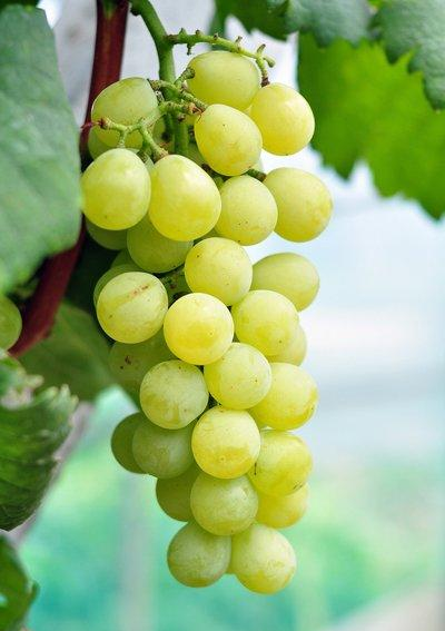 江蘇潤(rùn)豐——葡萄正當(dāng)季